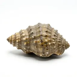 Fossil trilobite