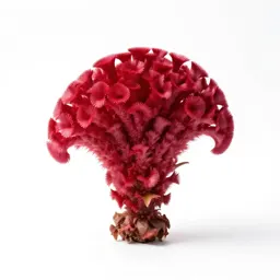 Cockscomb