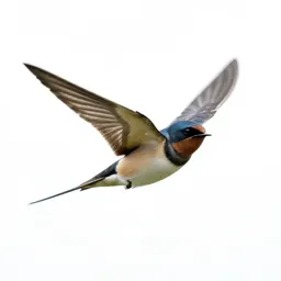 Barn swallow in flight