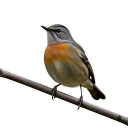Bellbird on a branch