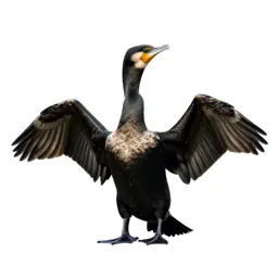 Cormorant drying its wings