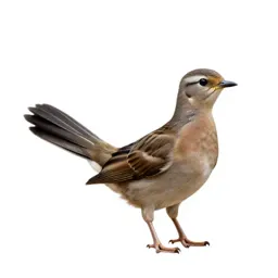 Fantail with its tail spread