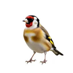Goldfinch