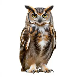 Great horned owl