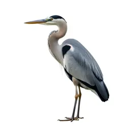Heron standing still