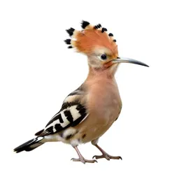 Hoopoe with its crest raised