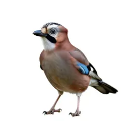 Jay with acorn