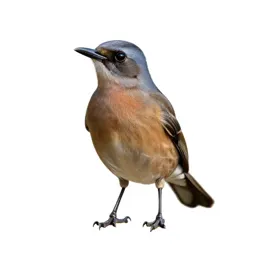 Kingbird