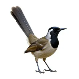 Lyrebird with its tail arched
