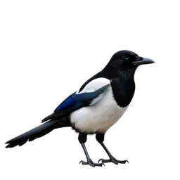Magpie