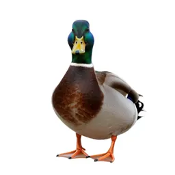 Mallard duck