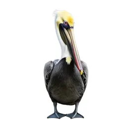 Pelican with its pouch full
