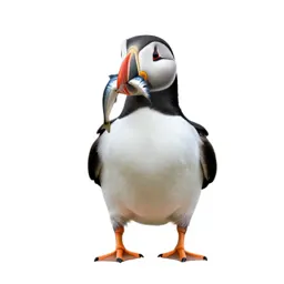 Puffin with a beakful of fish