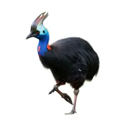 Pukeko mid-stride