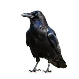 Raven