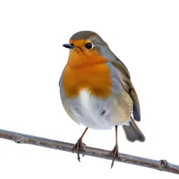 Robin on a frosted branch