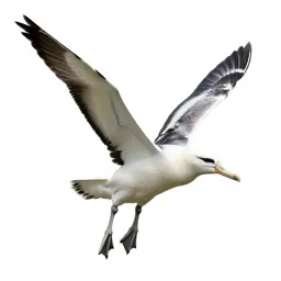 Royal albatross gliding