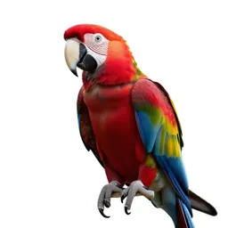 Scarlet macaw