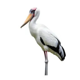 Shoebill stork