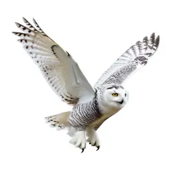 Snowy owl in flight
