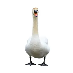 Swan gliding