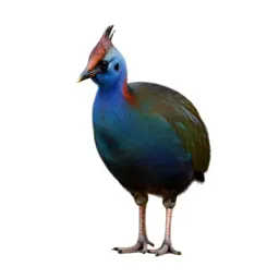Takahe