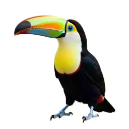 Toucan with an oversized bill