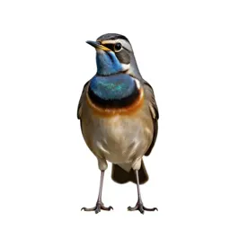 Tui with an iridescent throat