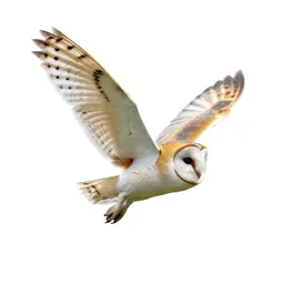 Barn owl in flight