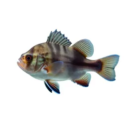 Bio-luminescent deep sea fish