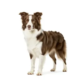 Border collie mid-leap