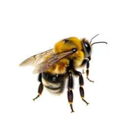 Bumblebee on approach