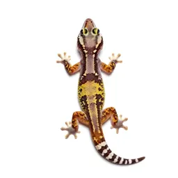 Gecko on glass