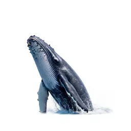 Humpback whale breaching