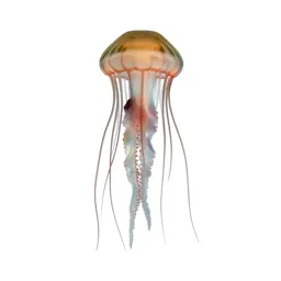 Jellyfish with long tendrils