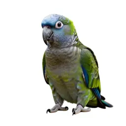 Kea parrot