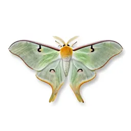 Luna moth
