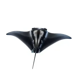 Manta ray gliding