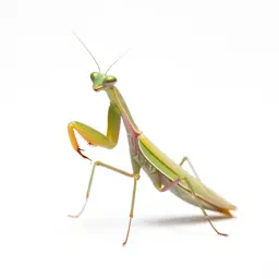 Praying mantis