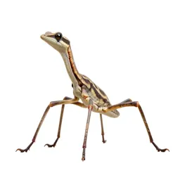 Six-legged desert strider