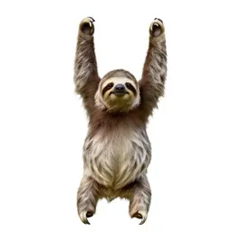 Sloth hanging