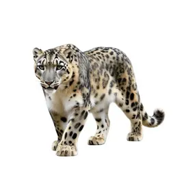 Snow leopard mid-prowl