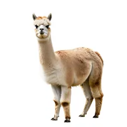 Alpaca