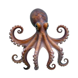 Octopus with curled arms