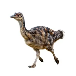 Gallimimus running