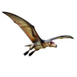 Pteranodon gliding