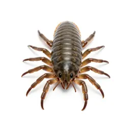 Trilobite on the seafloor