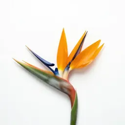 Bird of paradise flower