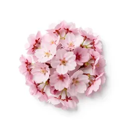 Cherry blossom cluster