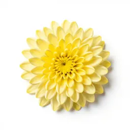 Chrysanthemum